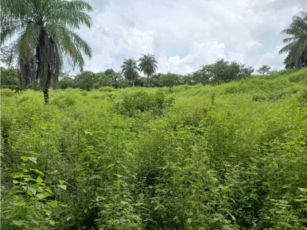 SE VENDE 18 HECTAREAS EN SANTIAGO VERAGUAS - 5