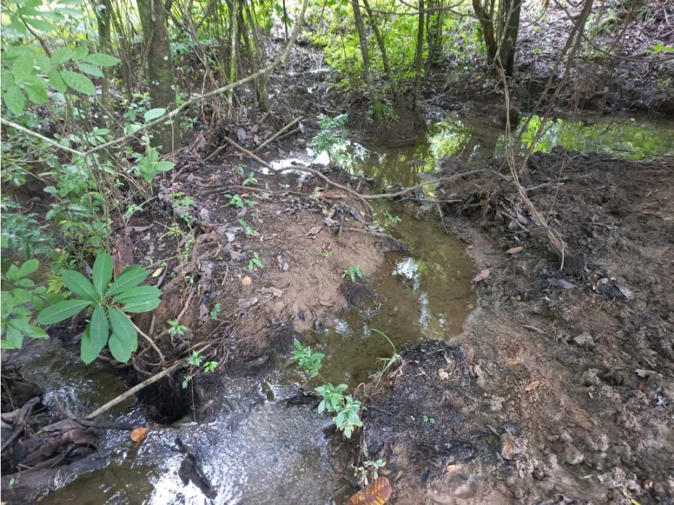 SE VENDE 18 HECTAREAS EN SANTIAGO VERAGUAS - 6