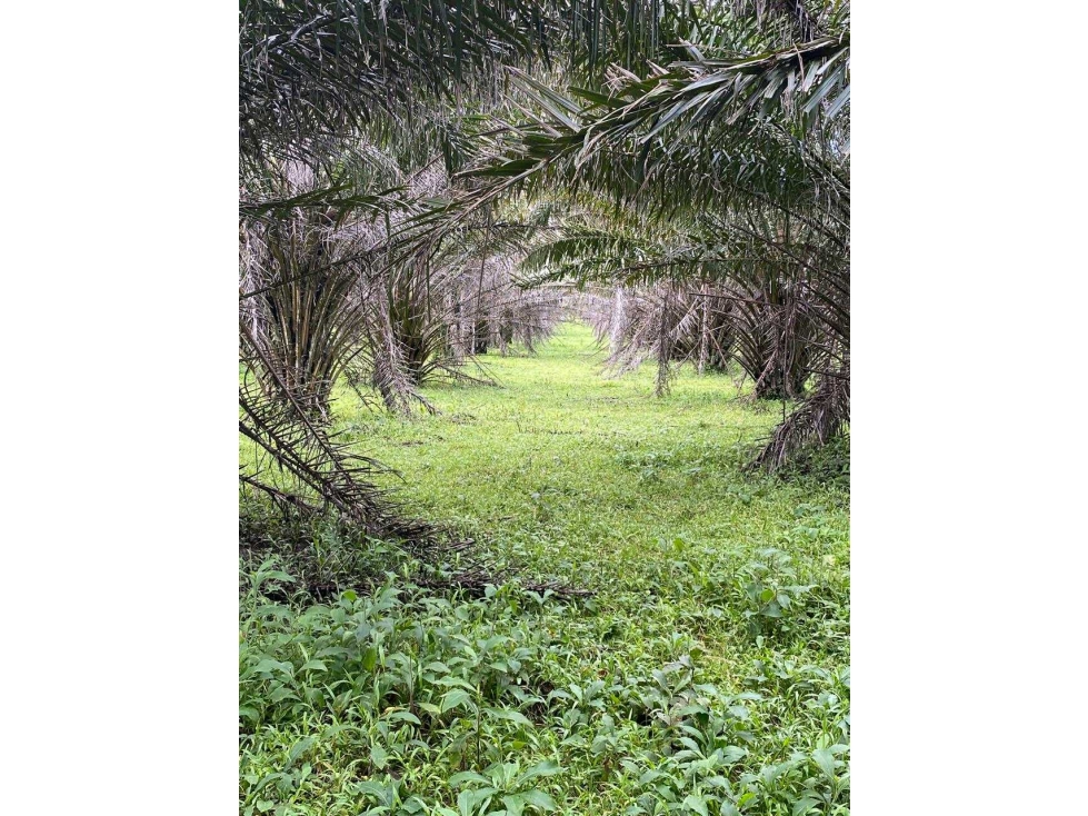 SE VENDE 9.6 HECTAREAS EN GUALACA - 2