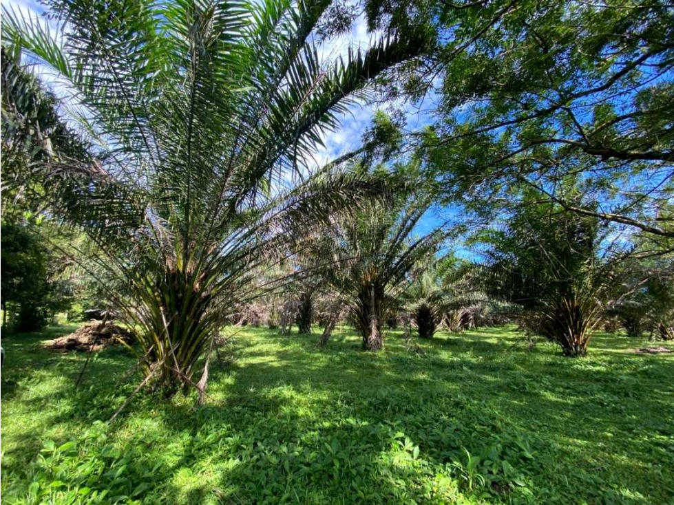 SE VENDE 9.6 HECTAREAS EN GUALACA - 3