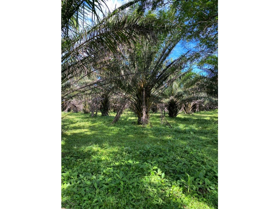 SE VENDE 9.6 HECTAREAS EN GUALACA - 4