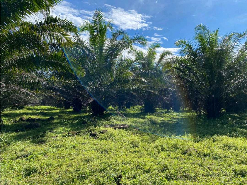 SE VENDE 9.6 HECTAREAS EN GUALACA - 5