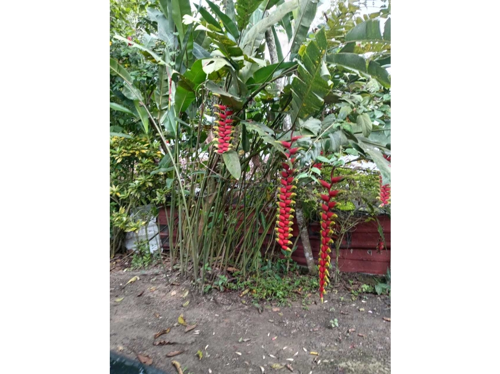 Se vende casa lote en Tena, cerca a Bogotá - 6