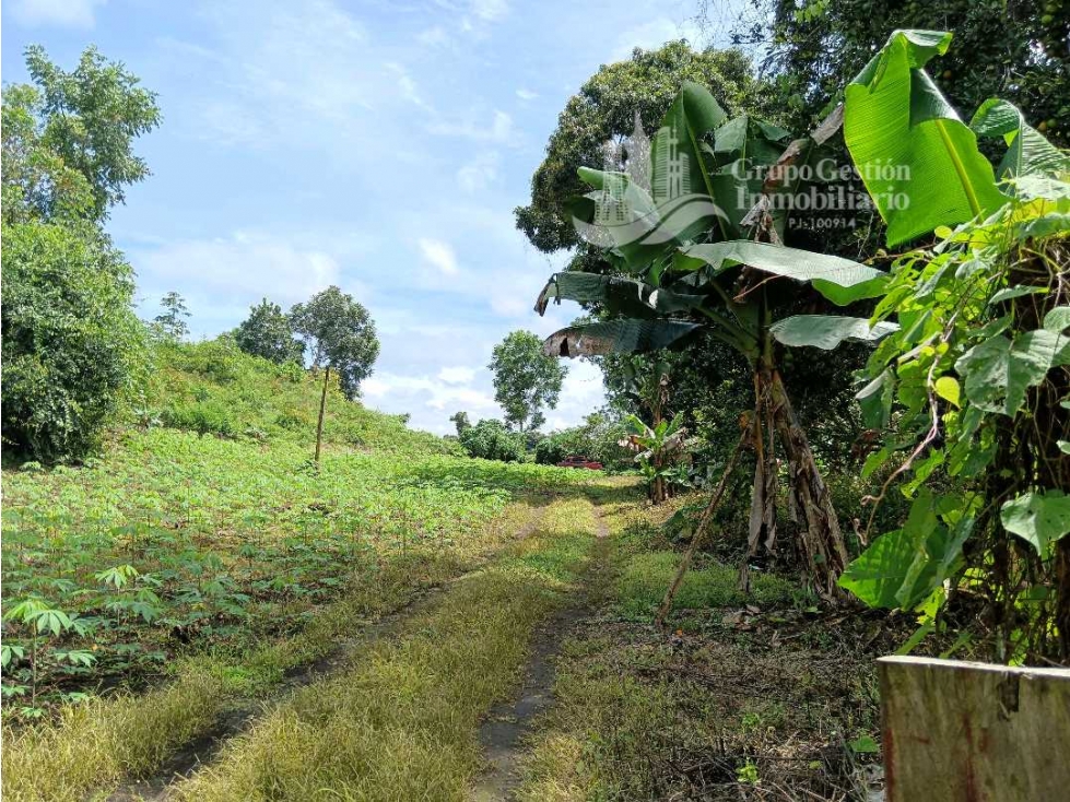 SE VENDE FINCA, 12.834.12 M2, $80.000, Bongo abajo cerca de la escuela - 3