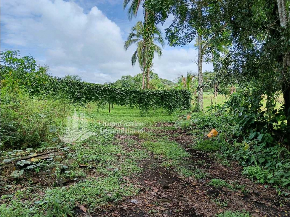 SE VENDE FINCA, 12.834.12 M2, $80.000, Bongo abajo cerca de la escuela - 6
