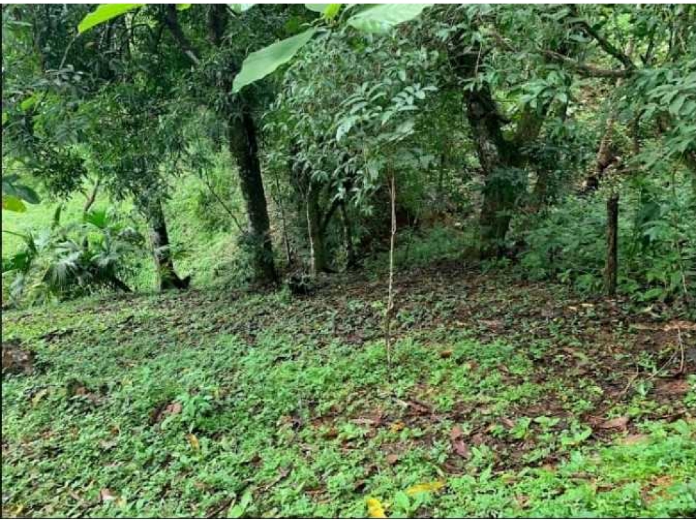 SE VENDE FINCA 4 HECTAREAS LAS MINAS HERRERA - 3