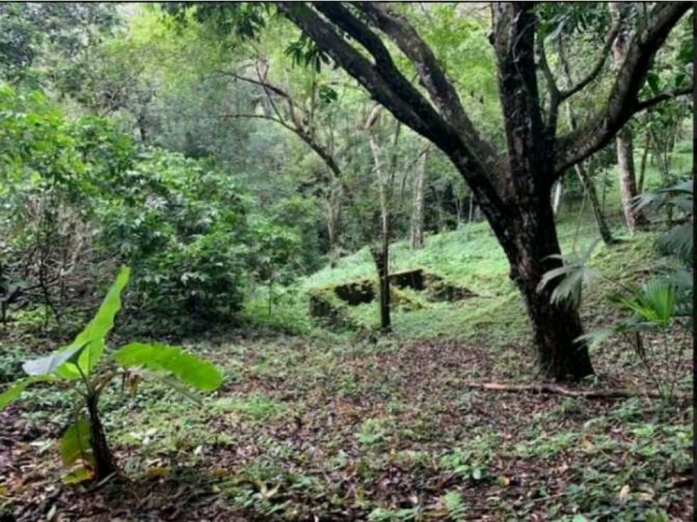 SE VENDE FINCA 4 HECTAREAS LAS MINAS HERRERA - 4