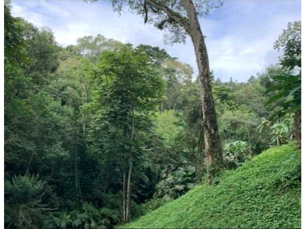SE VENDE FINCA 4 HECTAREAS LAS MINAS HERRERA - 5