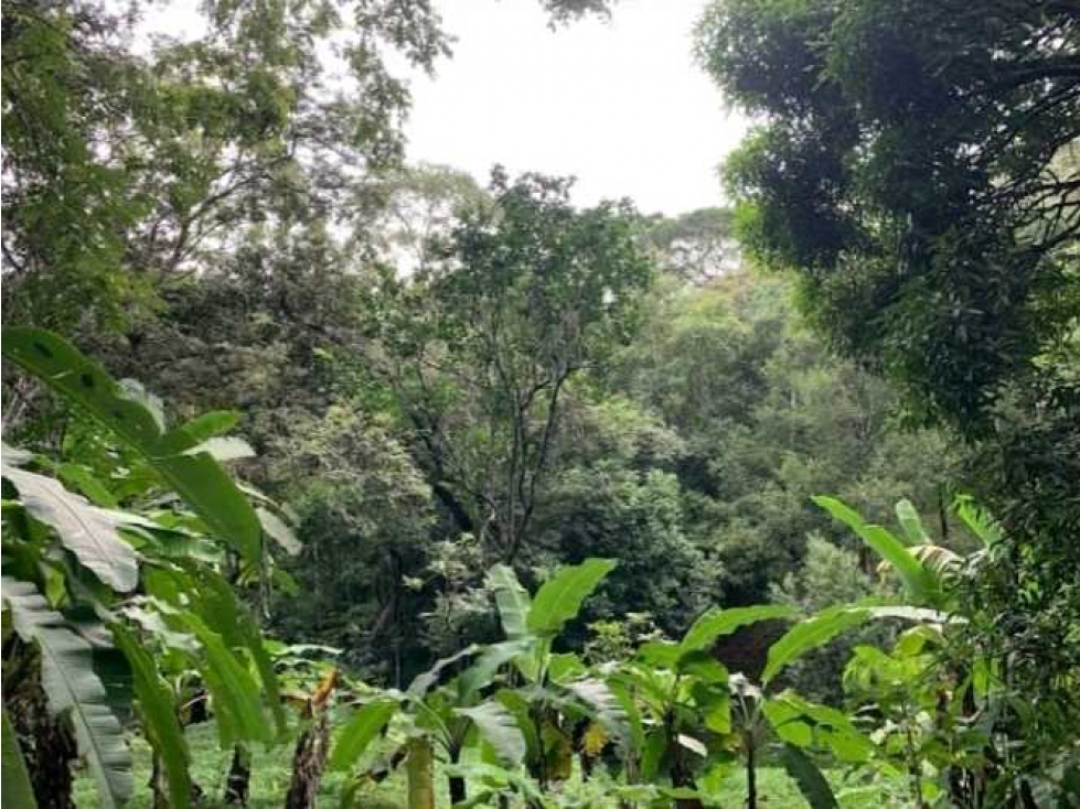 SE VENDE FINCA 4 HECTAREAS LAS MINAS HERRERA - 6
