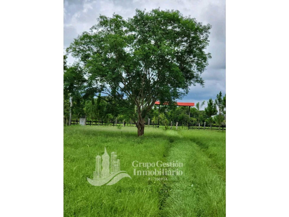 SE VENDE FINCA 7 HECTAREAS, SIOGUI ALANJEL - 4