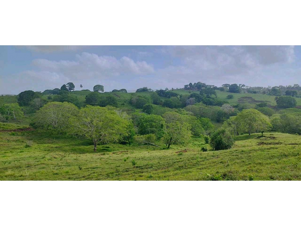SE VENDE FINCA DE 150 HECTAREAS EN LOS CORDOBAS - 1