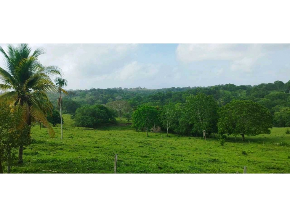 SE VENDE FINCA DE 150 HECTAREAS EN LOS CORDOBAS - 2