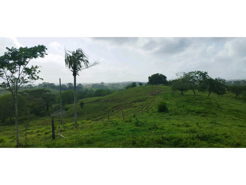 SE VENDE FINCA DE 150 HECTAREAS EN LOS CORDOBAS - 4