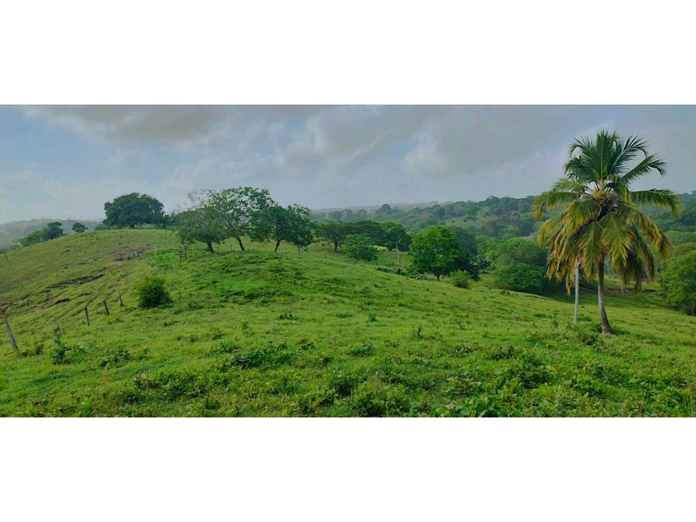 SE VENDE FINCA DE 150 HECTAREAS EN LOS CORDOBAS - 5
