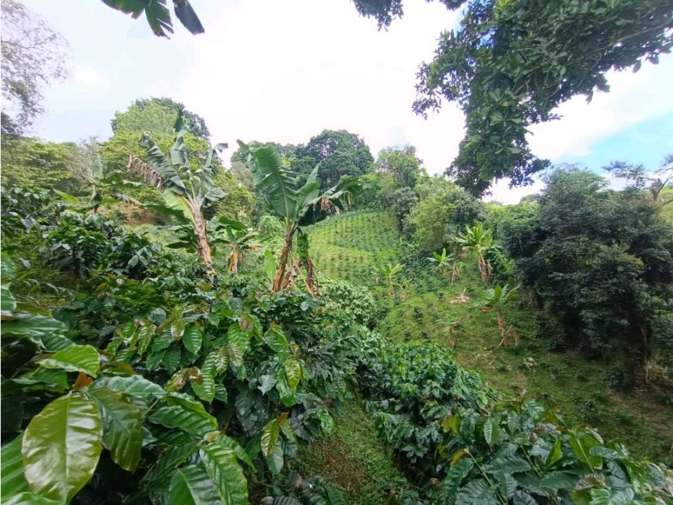 Se vende finca de 18 cuadras en buenavista Quindío - 1