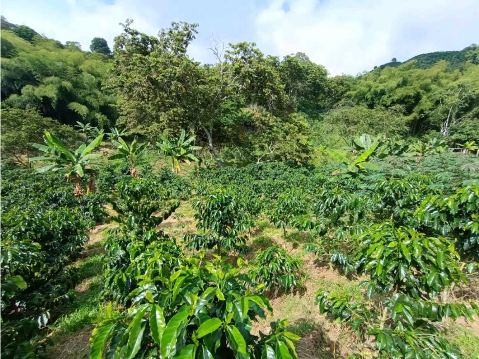 Se vende finca de 18 cuadras en buenavista Quindío - 2