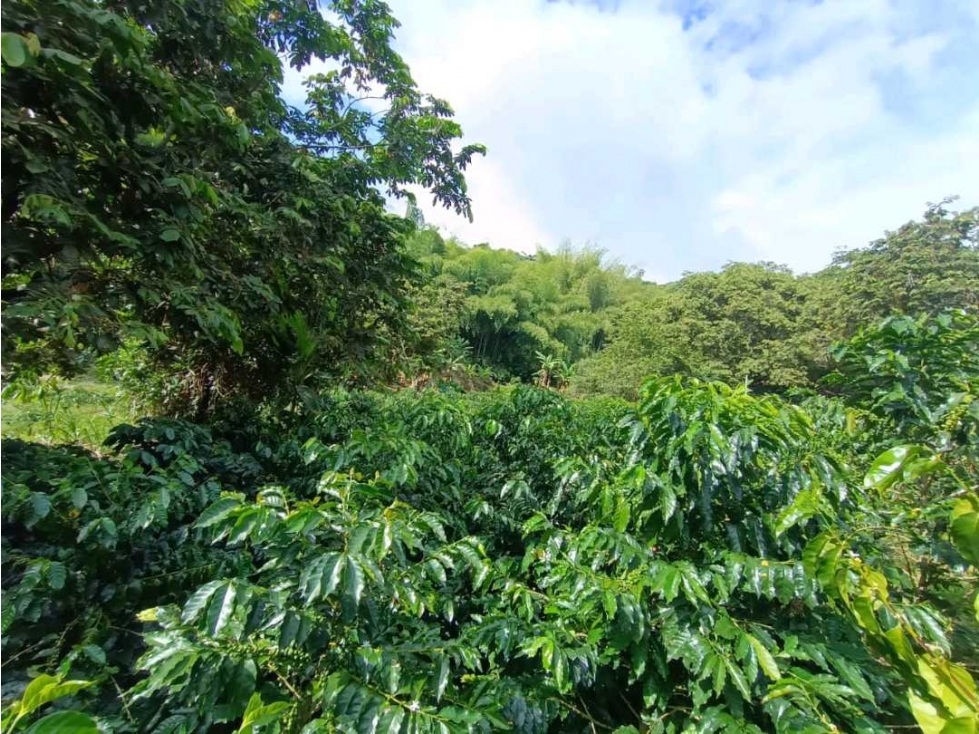 Se vende finca de 18 cuadras en buenavista Quindío - 3