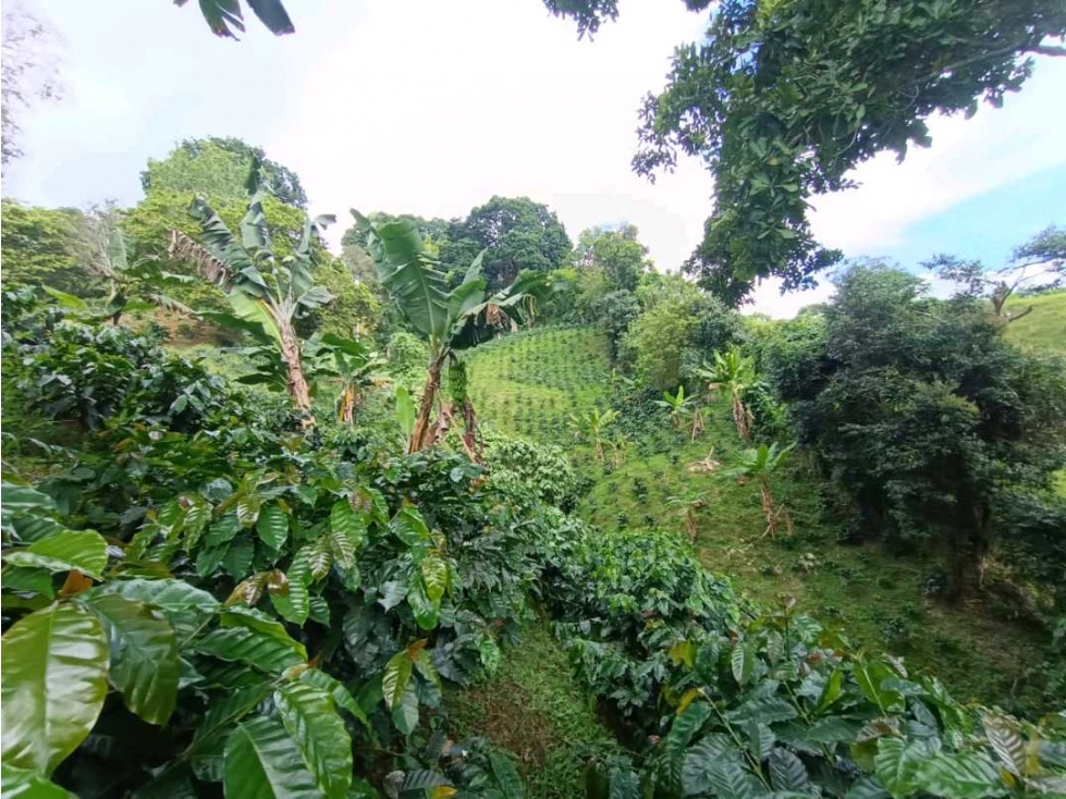 Se vende finca de 18 cuadras en buenavista Quindío - 4