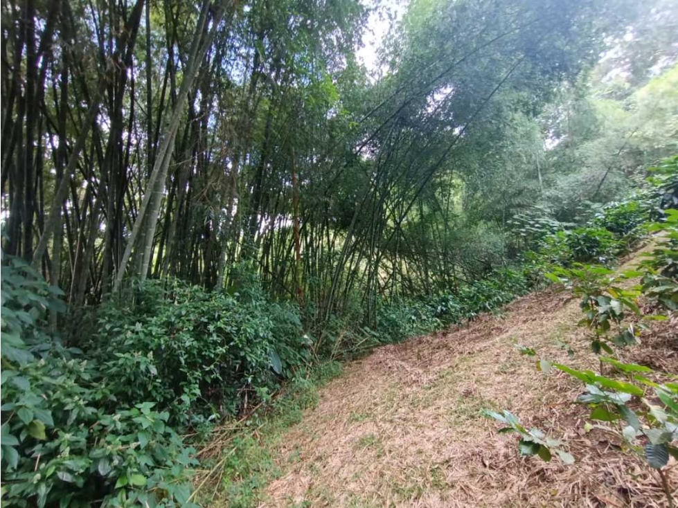 Se vende finca de 18 cuadras en buenavista Quindío - 5