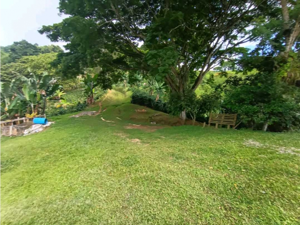 Se vende finca de 18 cuadras en buenavista Quindío - 6