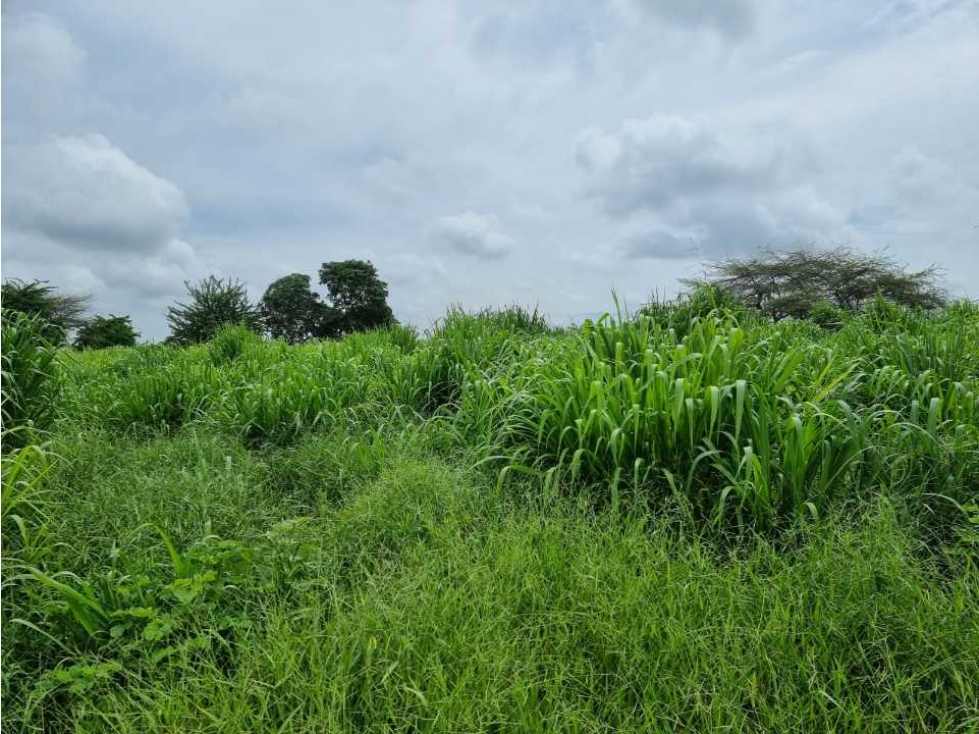 Se vende finca de 50 hectáreas a puerta cerrada en el retén, magdalena - 3
