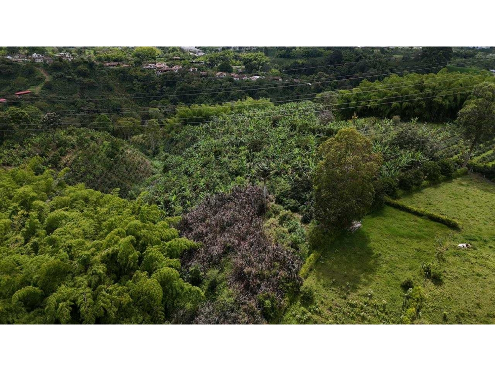 Se vende finca de 9 cuadras sector hojas anchas circasia