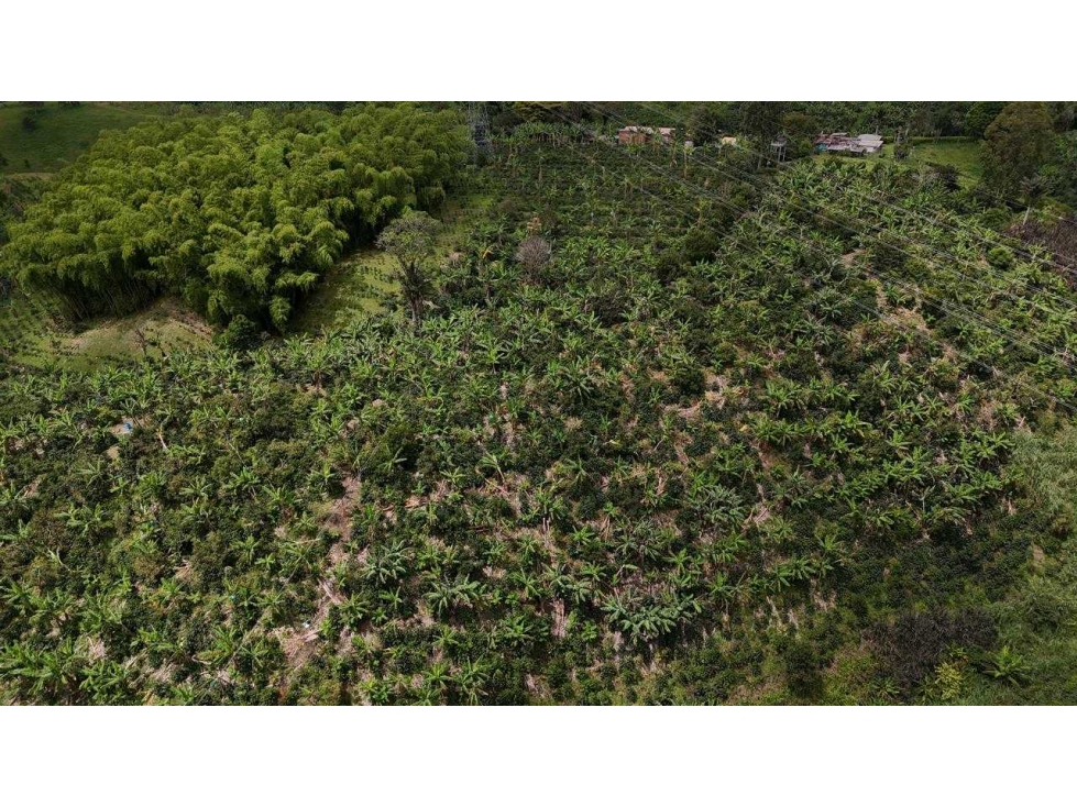 Se vende finca de 9 cuadras sector hojas anchas circasia — foto 3