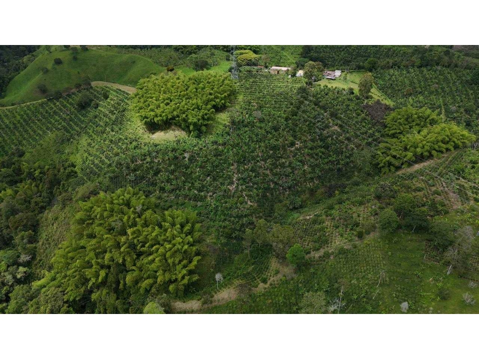 Se vende finca de 9 cuadras sector hojas anchas circasia — foto 4