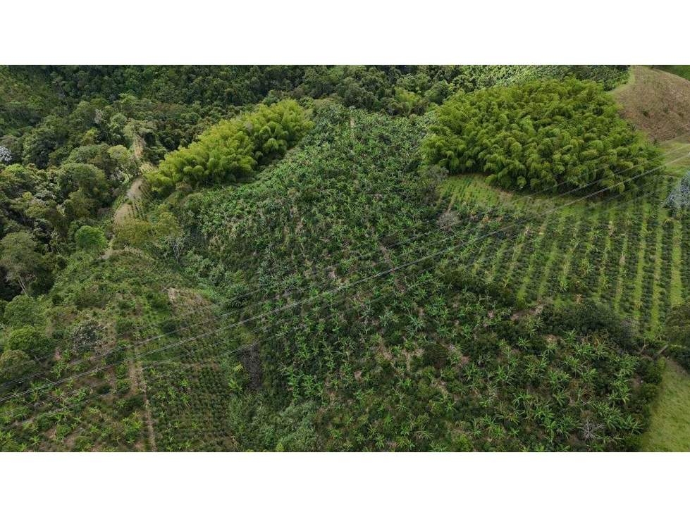 Se vende finca de 9 cuadras sector hojas anchas circasia — foto 6