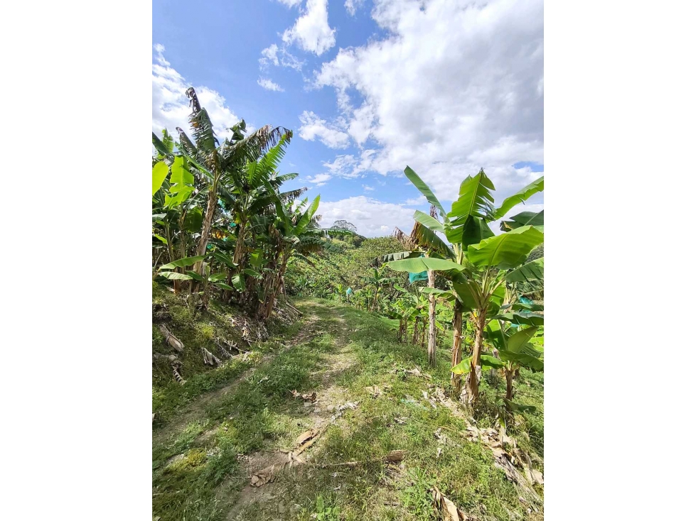 Se vende finca en Armenia Quindío. — foto 5