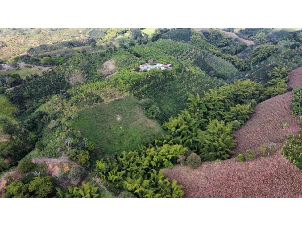 Se vende finca en circasia Quindío. 23 cuadras en cafe y platano. — foto 4