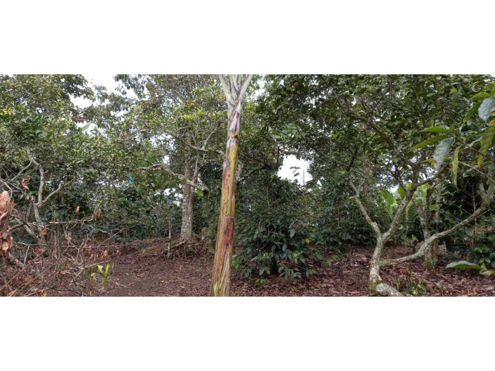 SE VENDE FINCA EN FILANDIA - 3