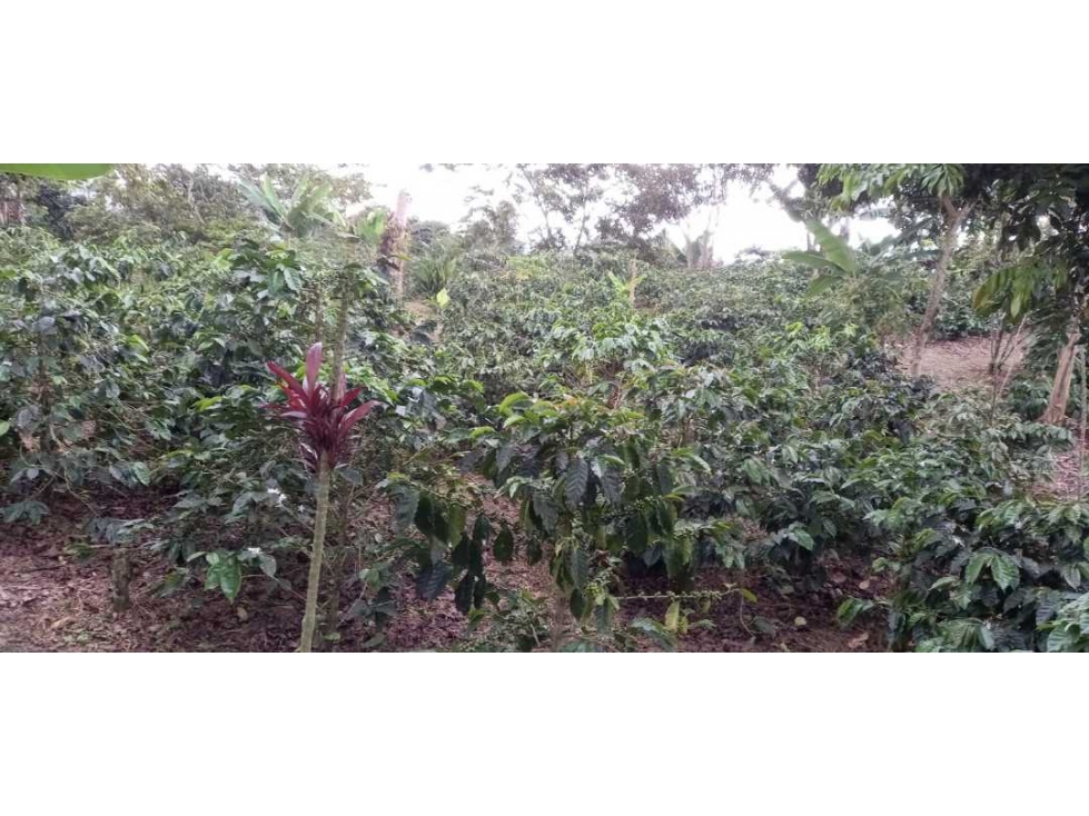 SE VENDE FINCA EN FILANDIA - 4