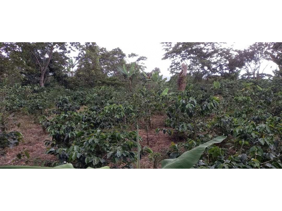 SE VENDE FINCA EN FILANDIA - 5