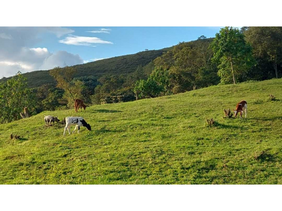 SE VENDE FINCA EN GENOVA QUINDIO - 1