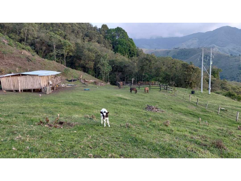 SE VENDE FINCA EN GENOVA QUINDIO - 3