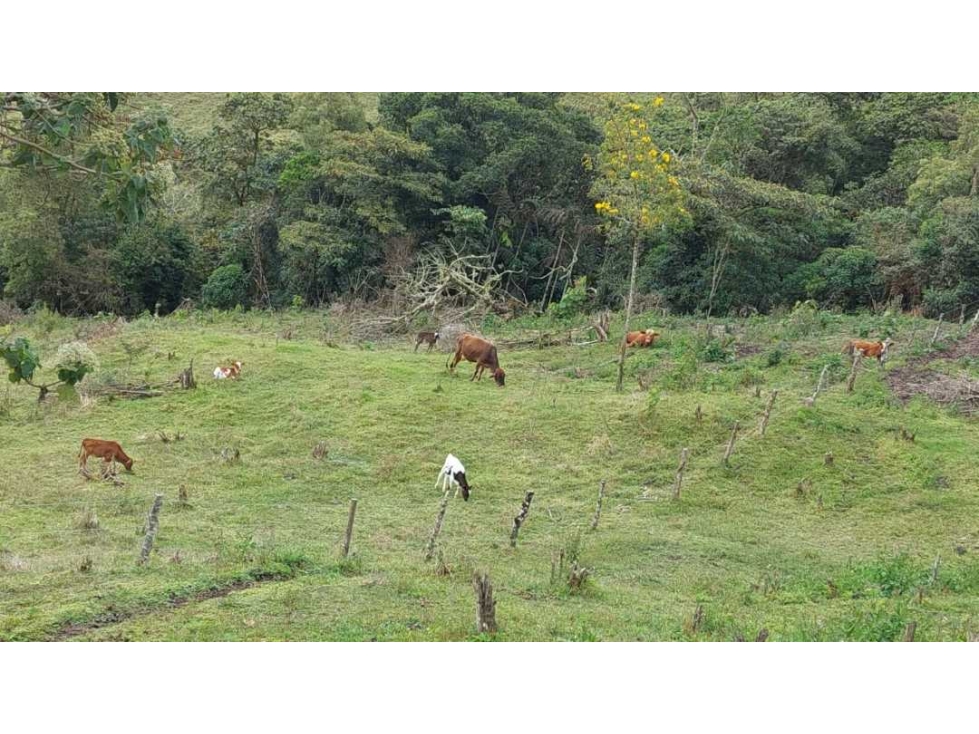 SE VENDE FINCA EN GENOVA QUINDIO - 6