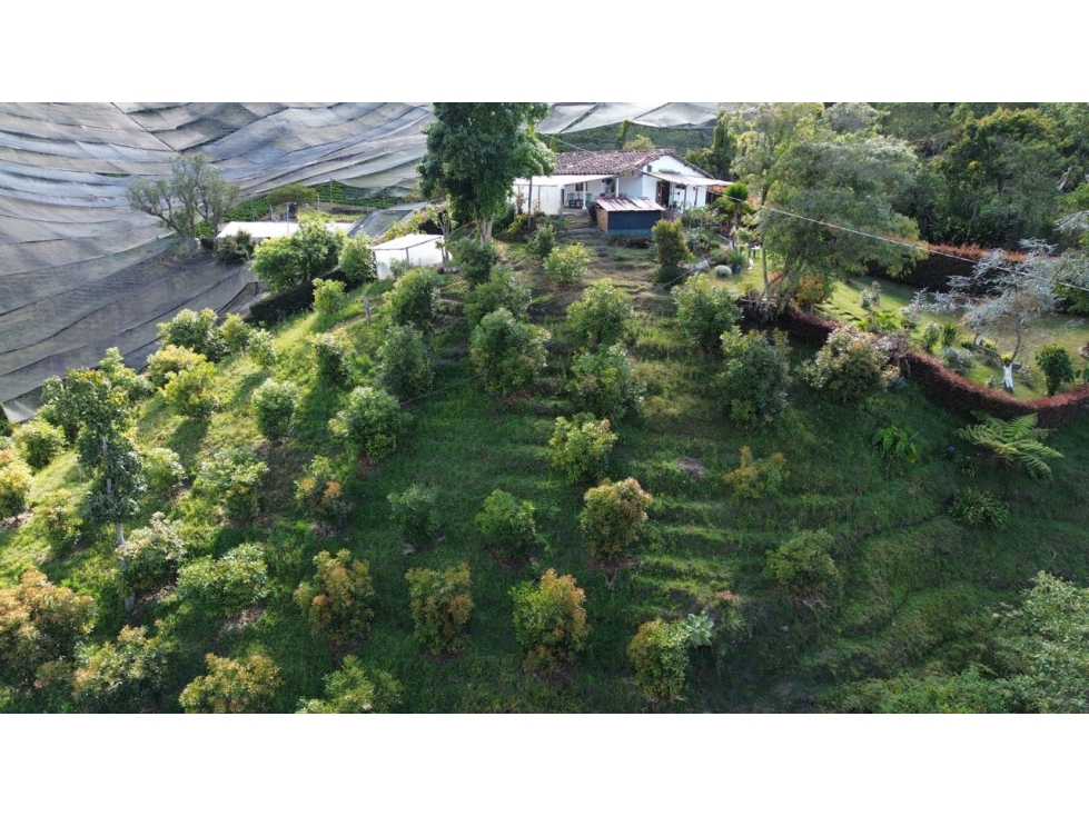 SE VENDE FINCA EN LA CEJA VEREDA FÁTIMA 6700 m2 casa campesina - 2