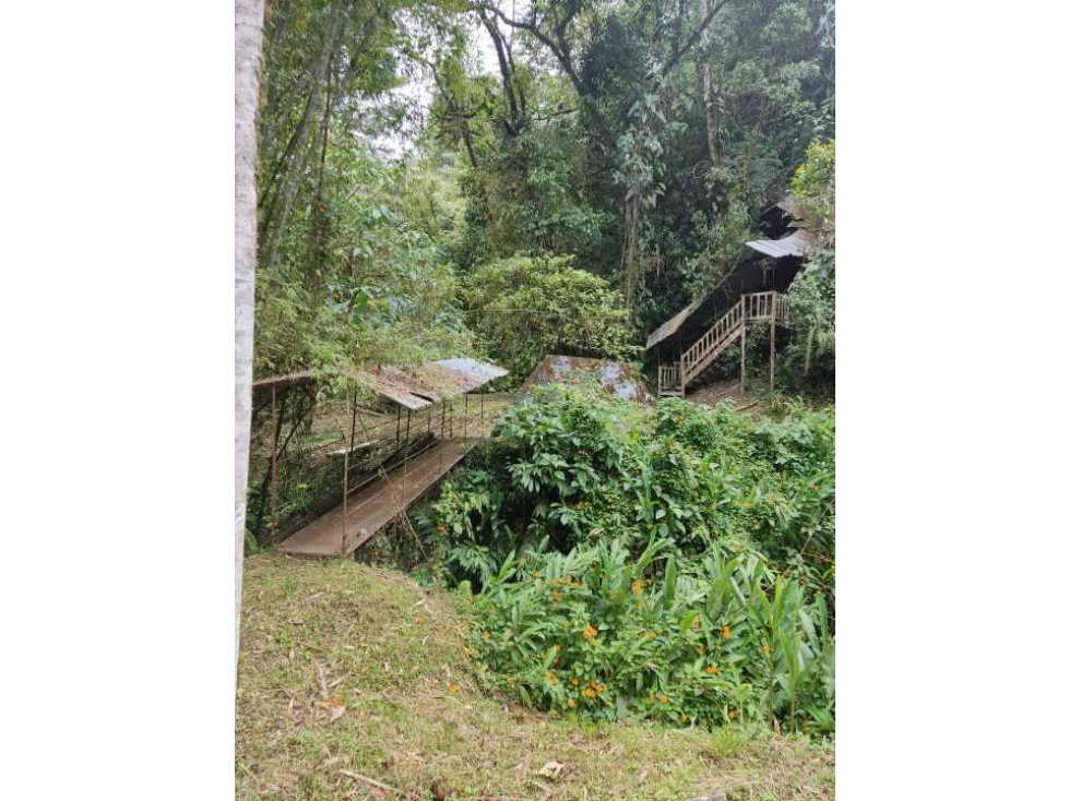 Se vende Finca en la Clara - Caldas Antioquia — foto 4