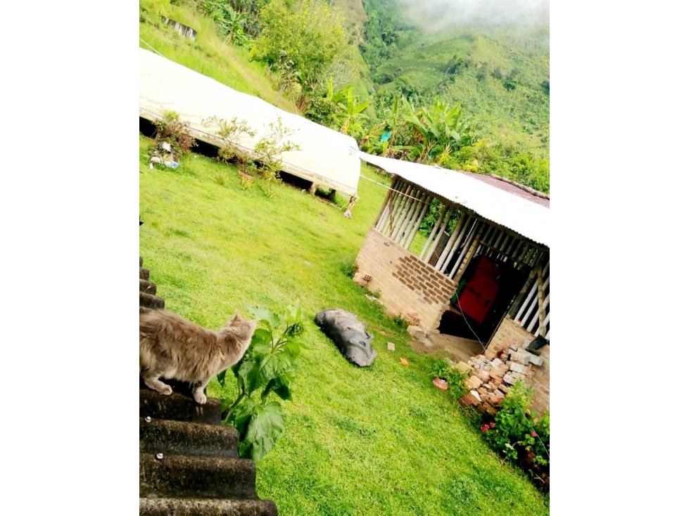 SE VENDE FINCA EN LA VEREDA CEDRAL BAJO - 6
