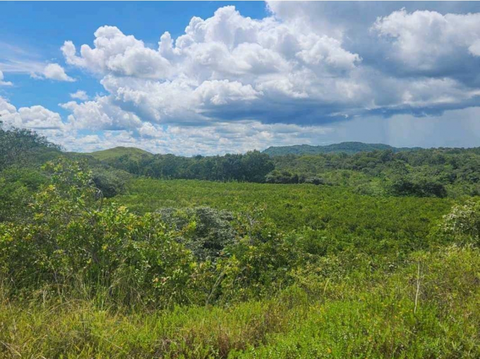 Se vende Finca en San Francisco de Veraguas - 4