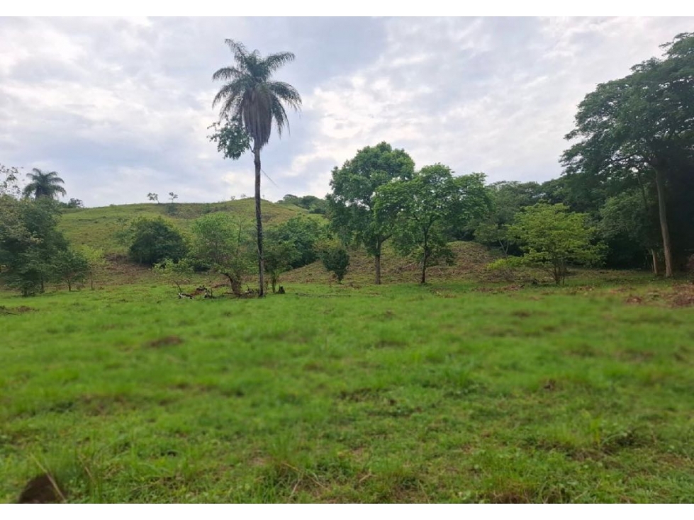 SE VENDE FINCA GANADERA 150 HECTÁREAS EN PORE, CASANARE - 1