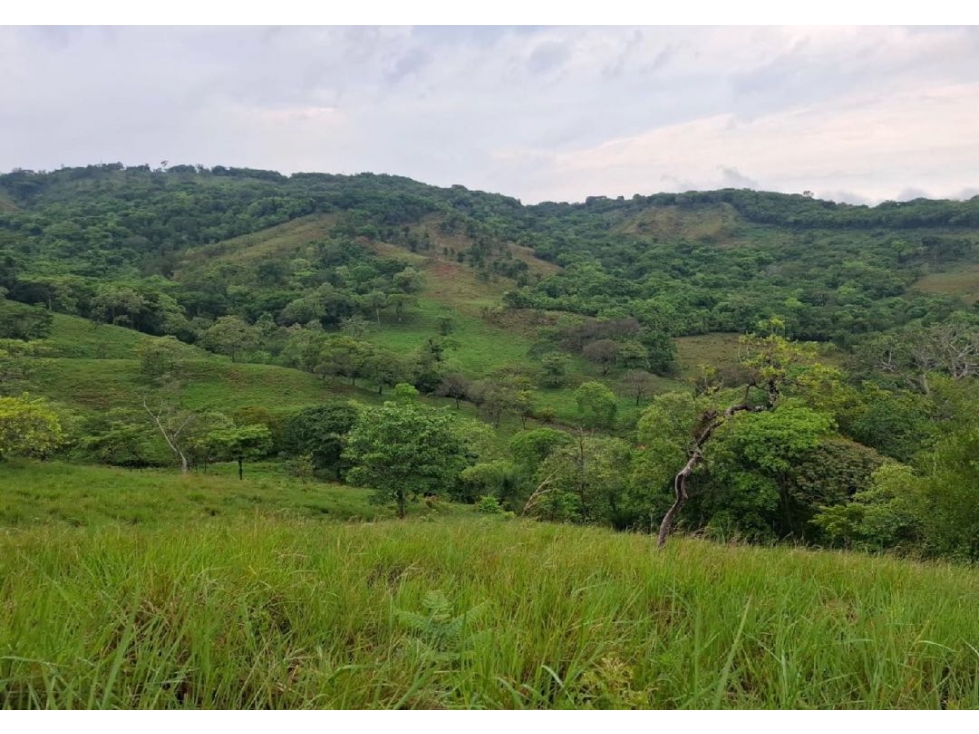 SE VENDE FINCA GANADERA 150 HECTÁREAS EN PORE, CASANARE - 2