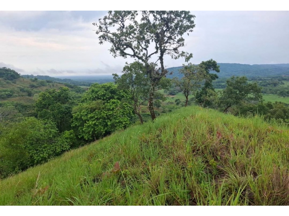 SE VENDE FINCA GANADERA 150 HECTÁREAS EN PORE, CASANARE - 4