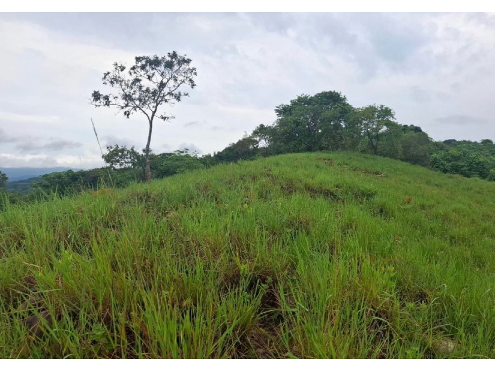 SE VENDE FINCA GANADERA 150 HECTÁREAS EN PORE, CASANARE - 6