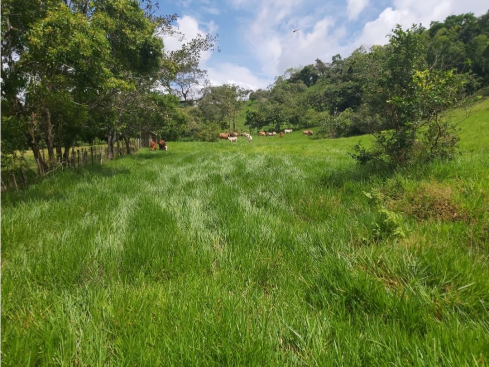 SE VENDE FINCA GANADERA 26 HECTÁREAS, VEREDA BUENA VISTA-YOPAL - 1