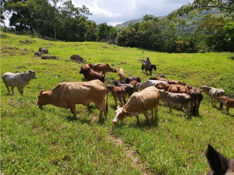 SE VENDE FINCA GANADERA 26 HECTÁREAS, VEREDA BUENA VISTA-YOPAL - 3