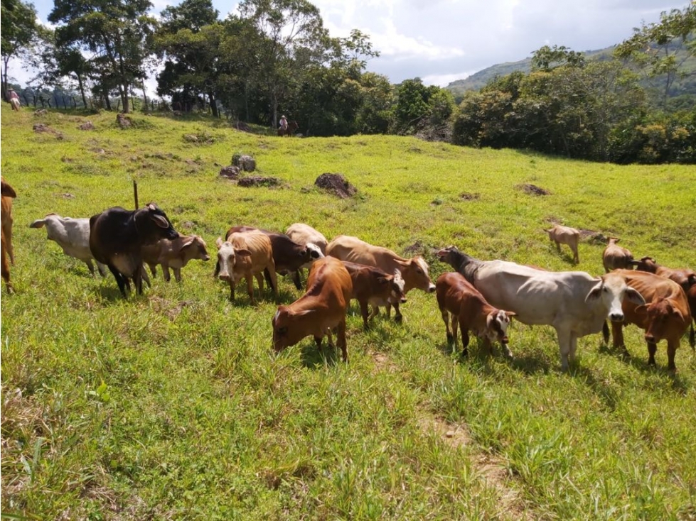 SE VENDE FINCA GANADERA 26 HECTÁREAS, VEREDA BUENA VISTA-YOPAL - 4