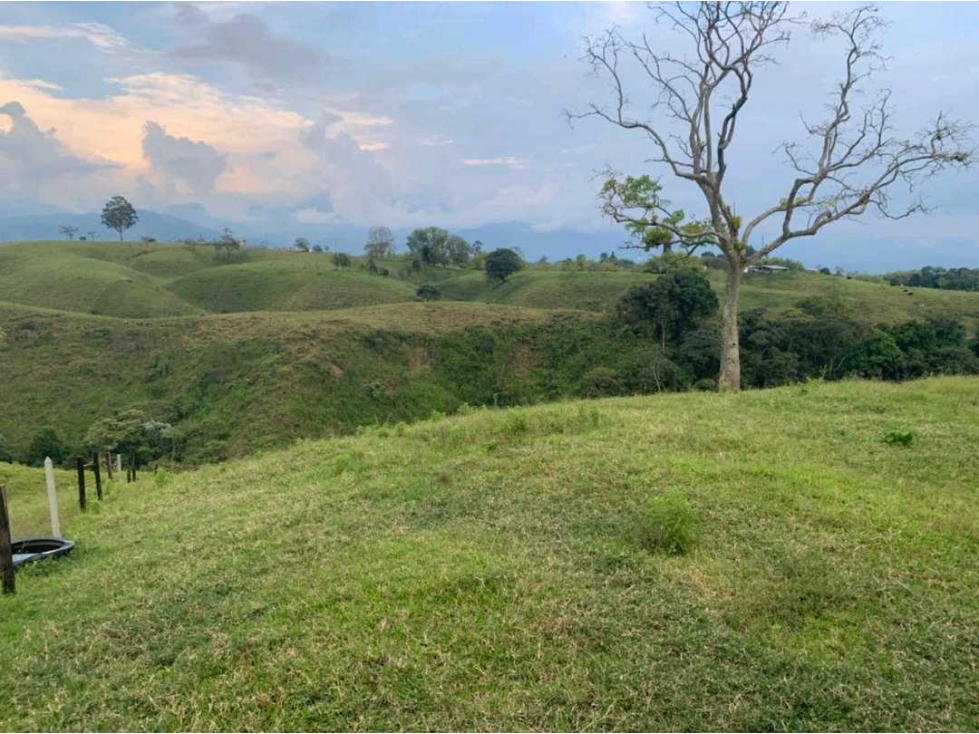 Se vende Finca Ganadera en Circasia. Quindío. — foto 4