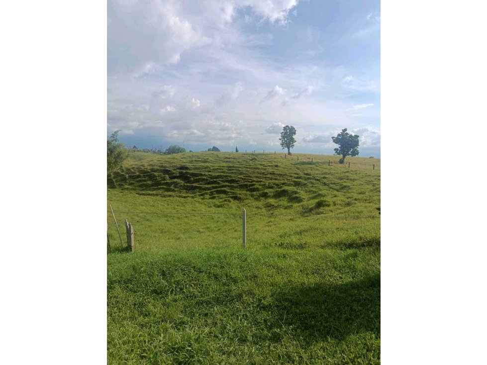 Se vende Finca Ganadera en Circasia. Quindío. — foto 6